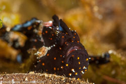 BD-140323-Dumaguete-3228-Antennarius-pictus-(Shaw.-1794)-[Painted-frogfish].jpg